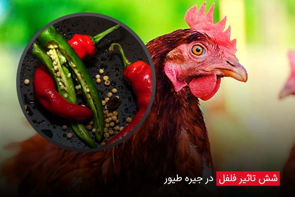 6 تاثیر فلفل در جیره طیور - چیکن دیوایس
