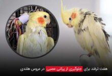 7 ترفند برای جلوگیری از پرکنی عصبی در عروس هلندی - چیکن دیوایس
