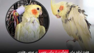 7 ترفند برای جلوگیری از پرکنی عصبی در عروس هلندی - چیکن دیوایس
