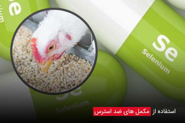 استفاده از مکمل‌ های ضد استرس - چیکن دیوایس