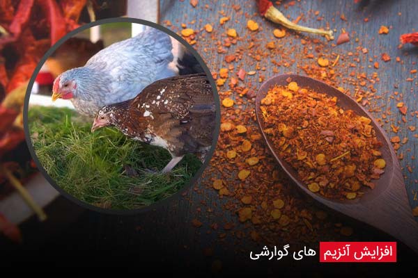 افزایش آنزیم های گوارشی - چیکن دیوایس