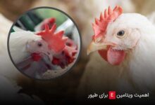 اهمیت ویتامین e برای طیور - چیکن دیوایس