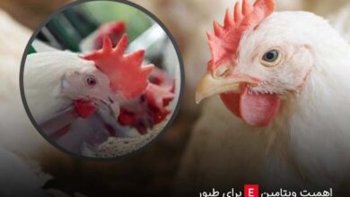 اهمیت ویتامین e برای طیور - چیکن دیوایس