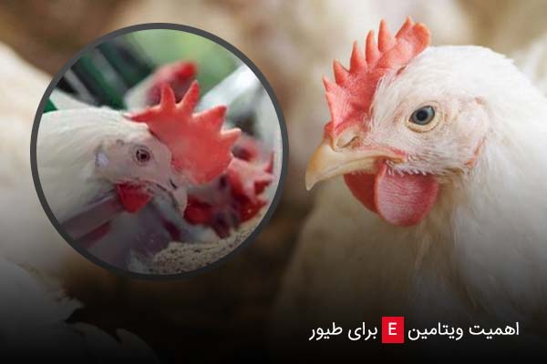 اهمیت ویتامین e برای طیور - چیکن دیوایس