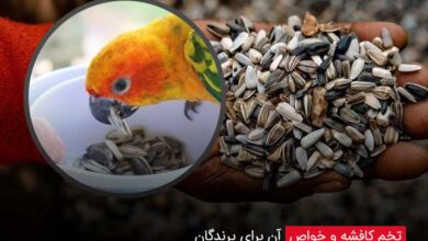 تخم کافشه و خواص آن برای پرندگان - چیکن دیوایس