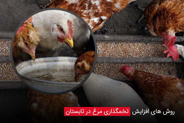 روش ‌های افزایش تخمگذاری مرغ در تابستان - چیکن دیوایس