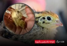 علت مرگ جوجه بلدرچین یکروزه - چیکن دیوایس