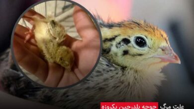 علت مرگ جوجه بلدرچین یکروزه - چیکن دیوایس