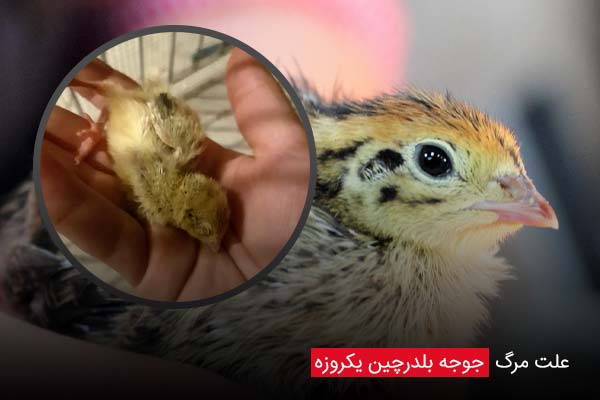 علت مرگ جوجه بلدرچین یکروزه - چیکن دیوایس