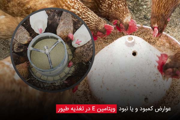 عوارض کمبود و یا نبود ویتامین E در تغذیه طیور - چیکن دیوایس
