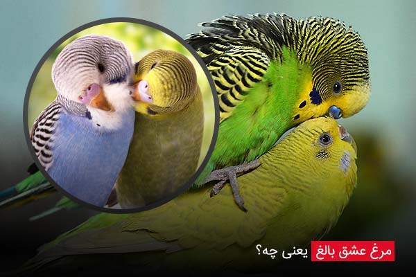 مرغ عشق بالغ یعنی چه؟ - چیکن دیوایس