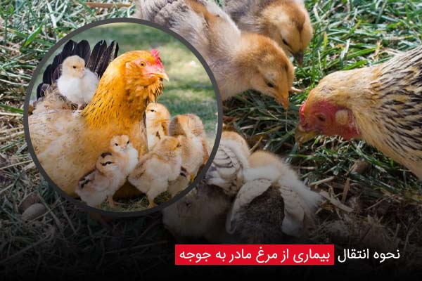 نحوه انتقال بیماری از مرغ مادر به جوجه - چیکن دیوایس