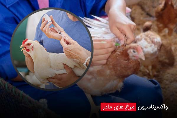 واکسیناسیون مرغ ‌های مادر - چیکن دیوایس