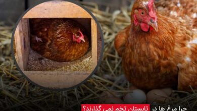 چرا مرغ ها در تابستان تخم نمی گذارند؟ - چیکن دیوایس