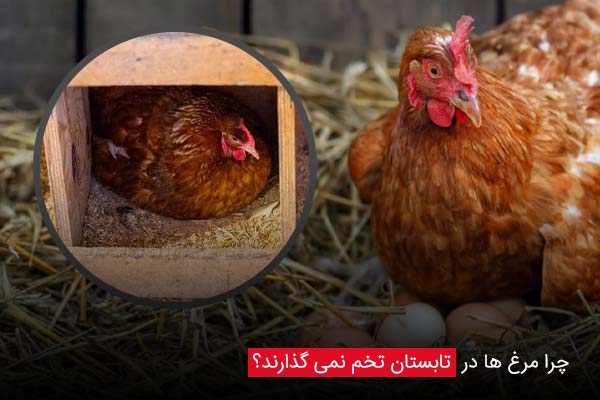 چرا مرغ ها در تابستان تخم نمی گذارند؟ - چیکن دیوایس