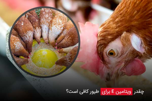 چقدر ویتامین E برای طیور کافی است؟ - چیکن دیوایس