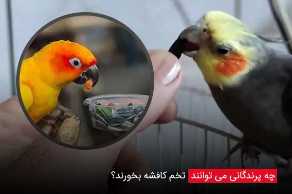 چه پرندگانی می توانند تخم کافشه بخورند؟ - چیکن دیوایس