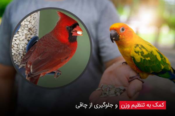 کمک به تنظیم وزن و جلوگیری از چاقی - چیکن دیوایس