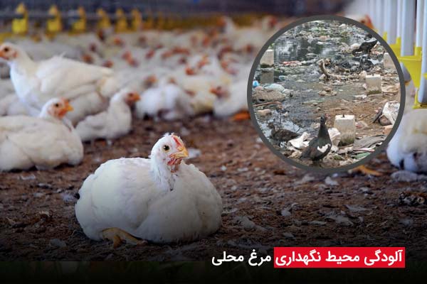 آلودگی محیط نگهداری مرغ محلی - چیکن دیوایس