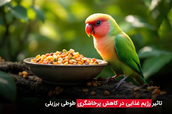 تاثیر رژیم غذایی در کاهش پرخاشگری طوطی برزیلی - چیکن دیوایس