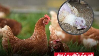 علت مرگ ناگهانی مرغ محلی - چیکن دیوایس