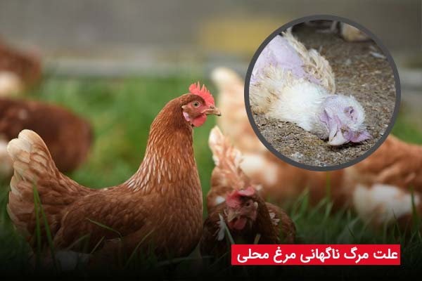 علت مرگ ناگهانی مرغ محلی - چیکن دیوایس
