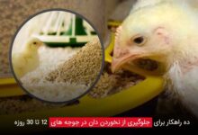 10 راهکار برای جلوگیری از رد دان در جوجه‌ های 12 تا 30 روزه - چیکن دیوایس