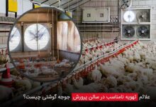علائم تهویه نامناسب در سالن پرورش جوجه گوشتی چیست؟ - چیکن دیوایس