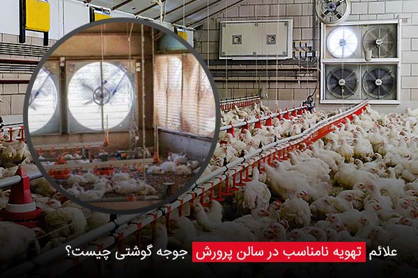 علائم تهویه نامناسب در سالن پرورش جوجه گوشتی چیست؟ - چیکن دیوایس