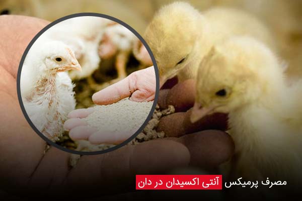 مصرف پرمیکس آنتی‌ اکسیدان در دان - چیکن دیوایس