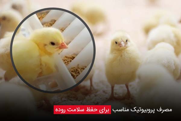 مصرف پروبیوتیک مناسب برای حفظ سلامت روده - چیکن دیوایس