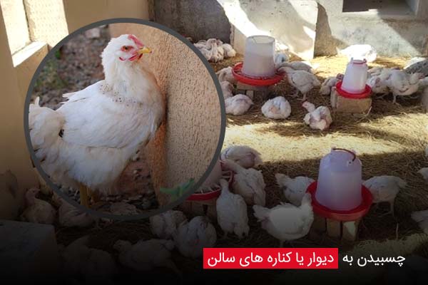 چسبیدن به دیوار یا کناره‌ های سالن - چیکن دیوایس