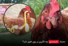 مصرف دایجستیو چه تاثیری بر روی طیور دارد؟ - چیکن دیوایس
