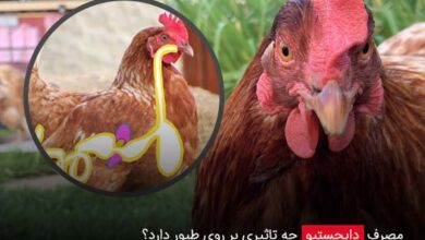 مصرف دایجستیو چه تاثیری بر روی طیور دارد؟ - چیکن دیوایس