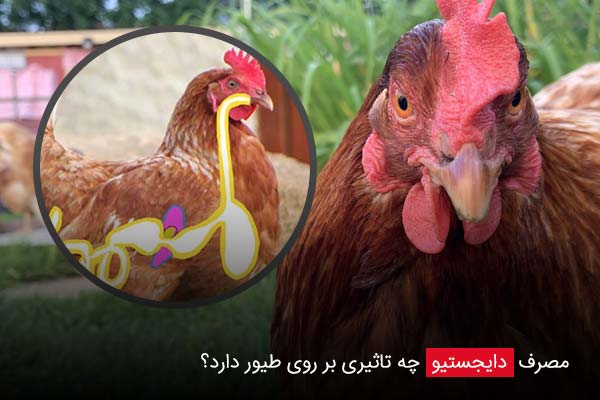 مصرف دایجستیو چه تاثیری بر روی طیور دارد؟ - چیکن دیوایس