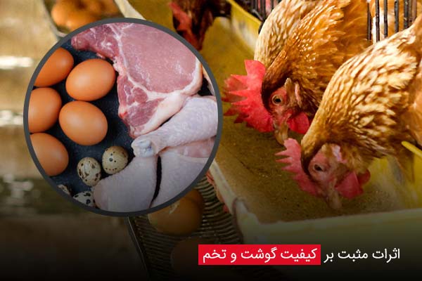 اثرات مثبت بر کیفیت گوشت و تخم - چیکن دیوایس