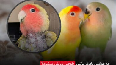 چه عواملی باعث پرکنی طوطی برزیلی میشود؟ - چیکن دیوایس