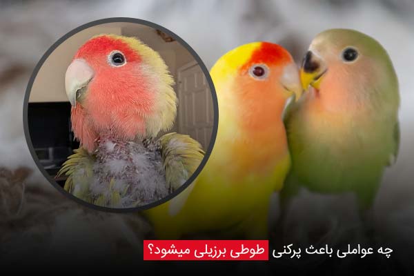 چه عواملی باعث پرکنی طوطی برزیلی میشود؟ - چیکن دیوایس
