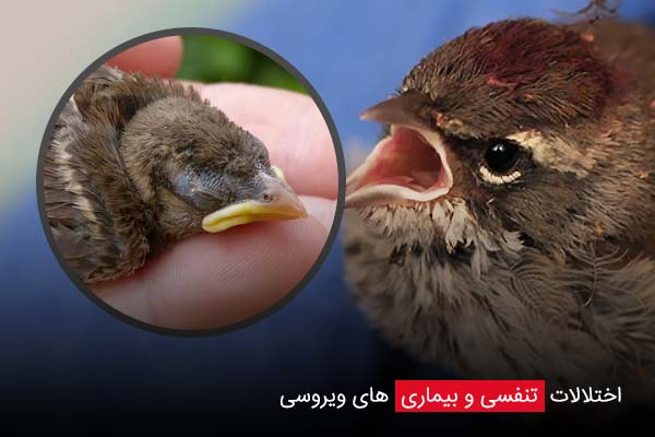 اختلالات تنفسی و بیماری‌ های ویروسی - چیکن دیوایس