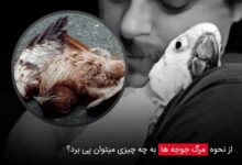 از نحوه مرگ جوجه ها به چه چیزی میتوان پی برد؟ - چیکن دیوایس