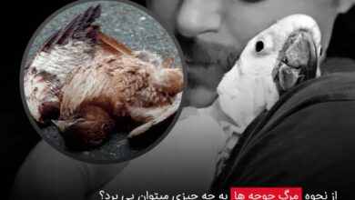از نحوه مرگ جوجه ها به چه چیزی میتوان پی برد؟ - چیکن دیوایس
