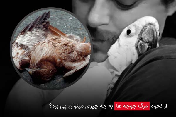 از نحوه مرگ جوجه ها به چه چیزی میتوان پی برد؟ - چیکن دیوایس