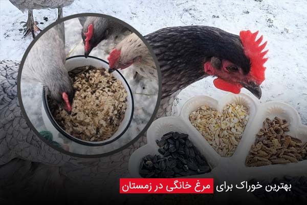 بهترین خوراک برای مرغ خانگی در زمستان - چیکن دیوایس