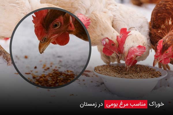 خوراک مناسب مرغ بومی در زمستان - چیکن دیوایس