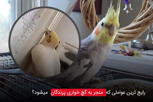 رایج ترین عواملی که منجر به گچ خواری پرندگان میشود؟ - چیکن دیوایس