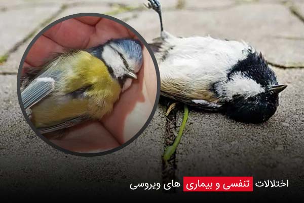 سندرم مرگ ناگهانی یا کله‌ پا شدن - چیکن دیوایس