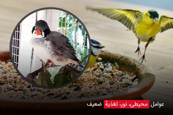 عوامل محیطی، نور، تغذیهٔ ضعیف - چیکن دیوایس