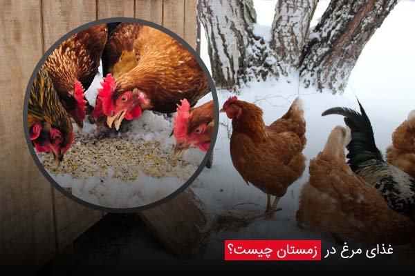 غذای مرغ در زمستان چیست؟ - چیکن دیوایس