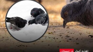 تغذیه کبوتر در زمستان - چیکن دیوایس