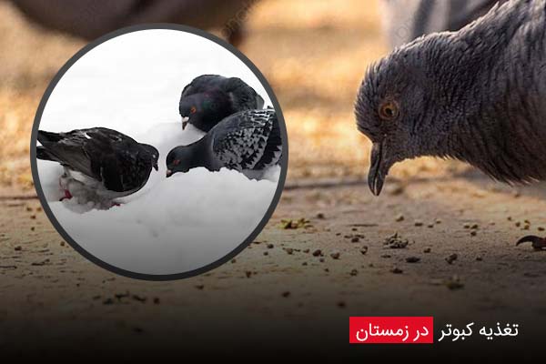 تغذیه کبوتر در زمستان - چیکن دیوایس